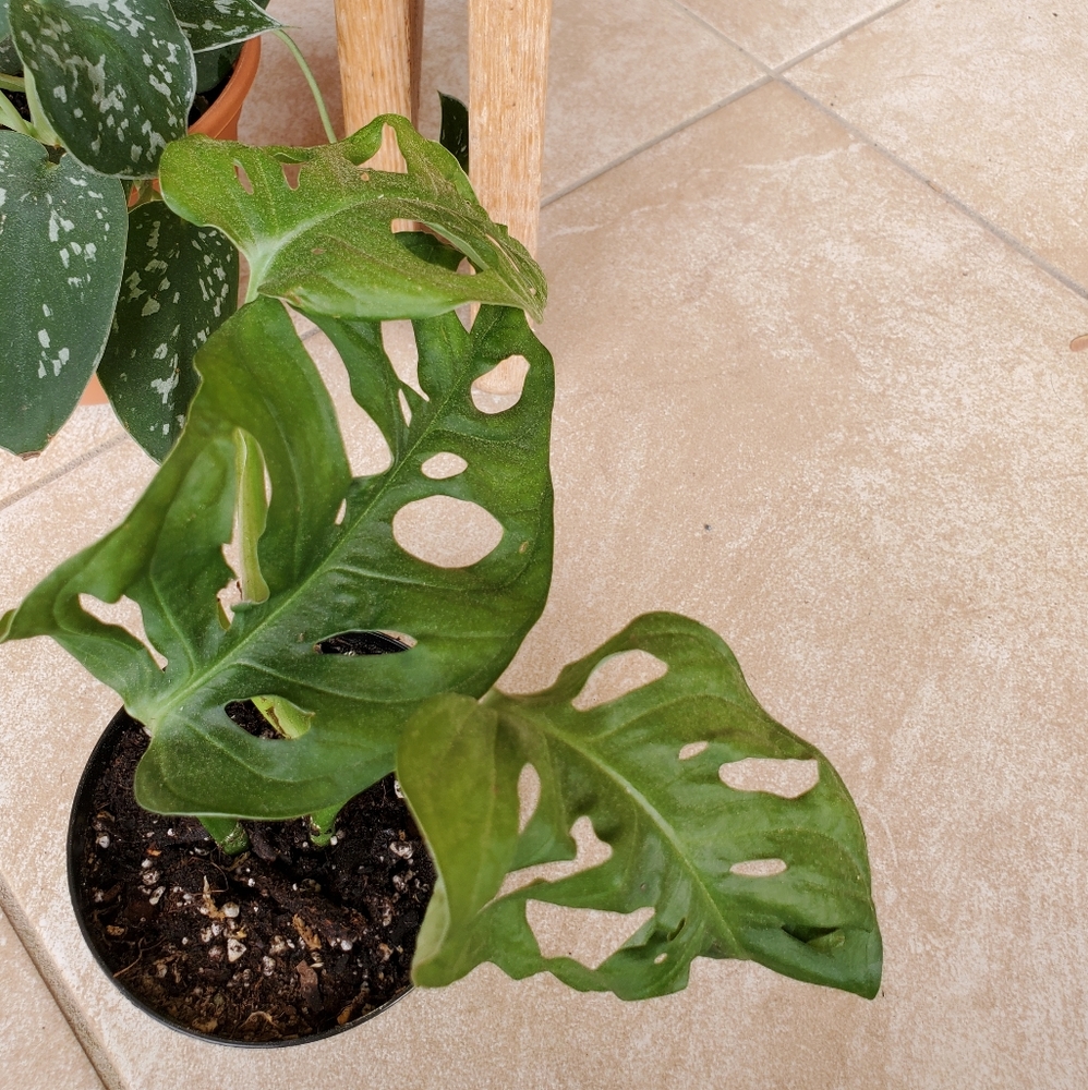 SOLD 🌱Monstera Adansonii (D) - Picture 5 of 7